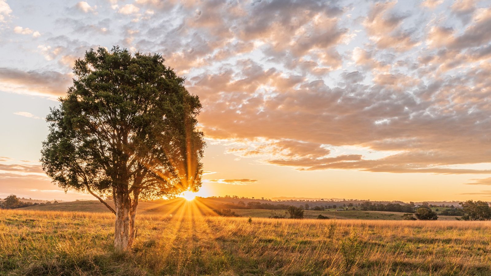 carol grant naomi judd estate carol grant naomi judd estate